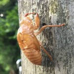 セミの抜け殻を見つけました | 金刀比羅山宮